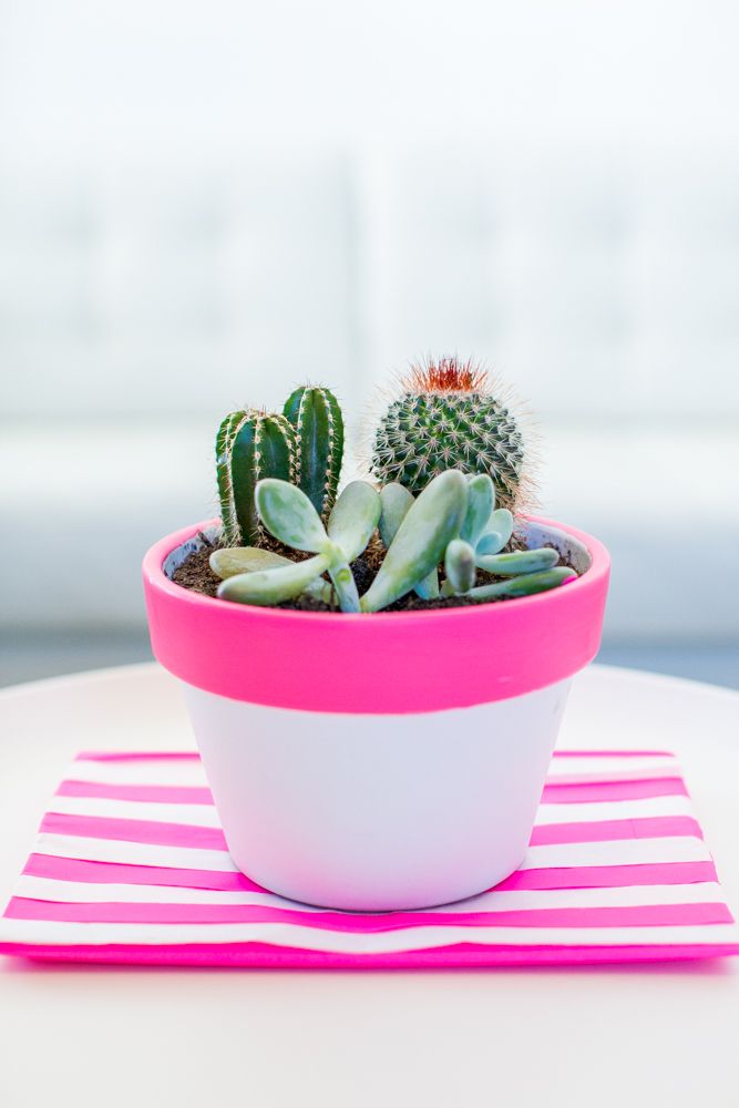 Cactus, lo último en decoración